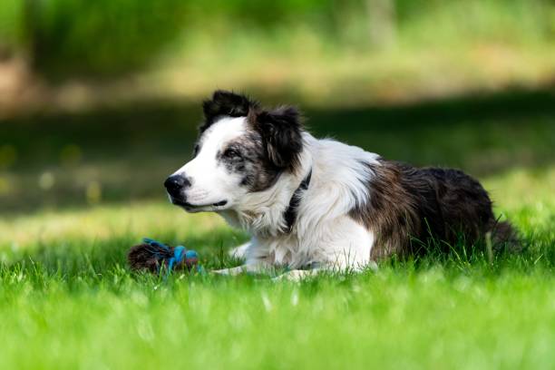 istock portrait of australian shepherd dog 1280771193