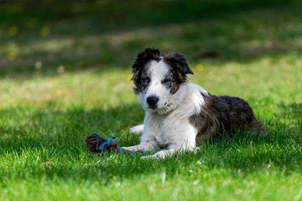 istock portrait of australian shepherd dog 1280771206