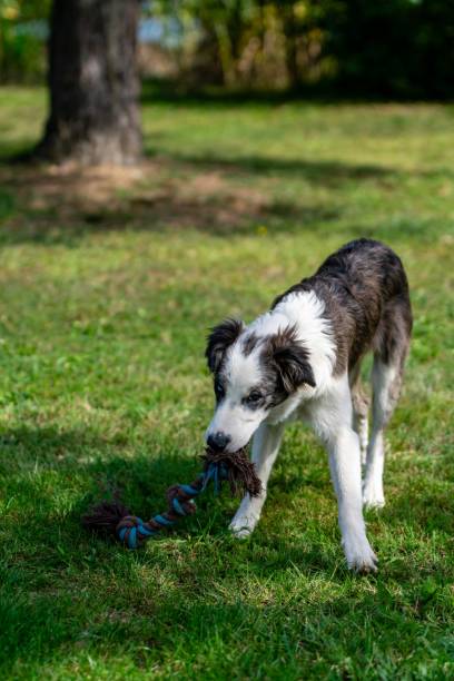 istock portrait of australian shepherd dog 1280771225