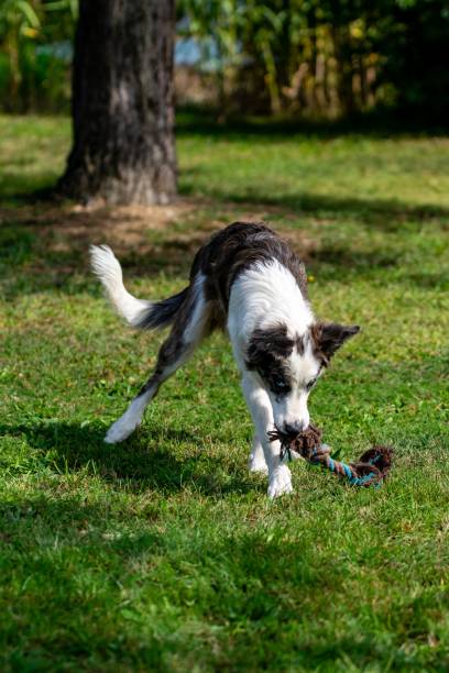 istock portrait of australian shepherd dog 1280771238