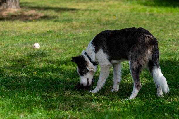 istock portrait of australian shepherd dog 1280771252
