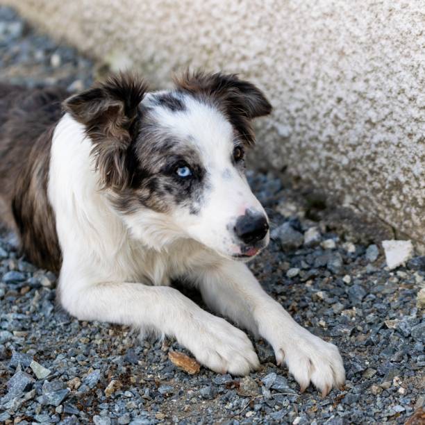 istock portrait of australian shepherd dog 1280771290