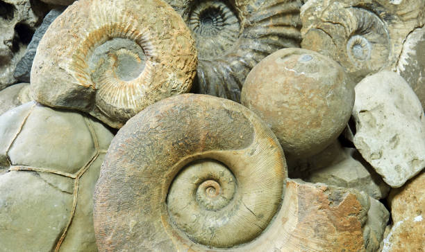 istock background - ammonite shells and other paleontological and geological specimens are heaped 1280772271