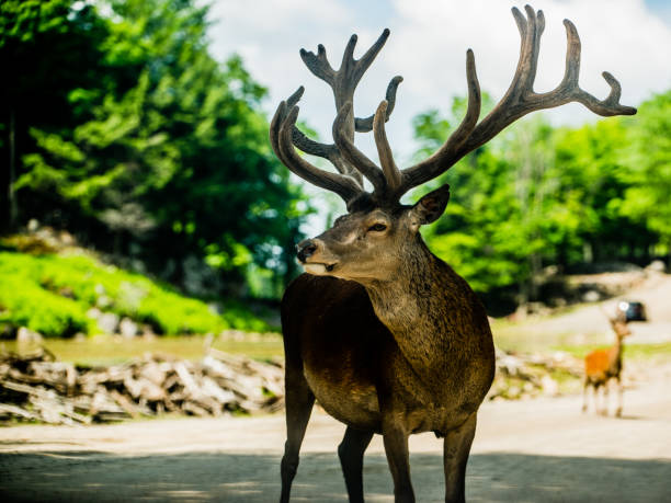 Parc Omega, Canada, July 3 2020 -  Roaming elk in the Omega Park in Canada