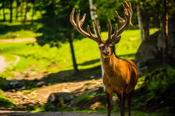 Parc Omega, Canada, July 3 2020 -  Roaming elk in the Omega Park in Canada