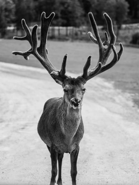 istock Roaming elk in the Omega Park in Canada 1280772579