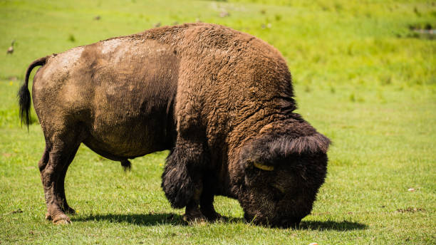 istock The bison in the Omega Park in Canada 1280772602