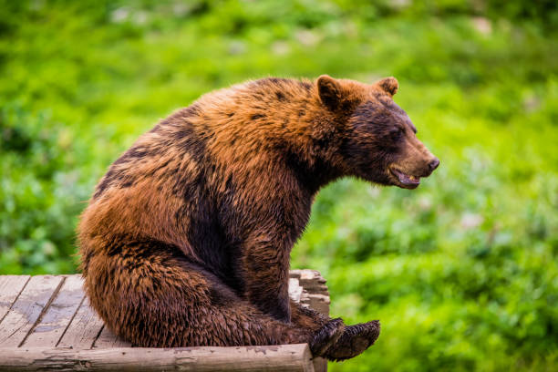 istock Brown bear in the Omega Park in Canada 1280773152