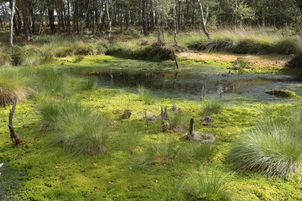 paysage de maure dans le marais pietzmoor, allemagne. - landes écossaises photos et images de collection
