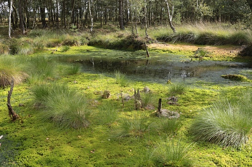 Moor landscape in the marshland Pietzmoor, Germany.