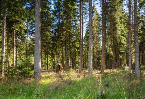 floresta kielder - glade light dappled tree - fotografias e filmes do acervo