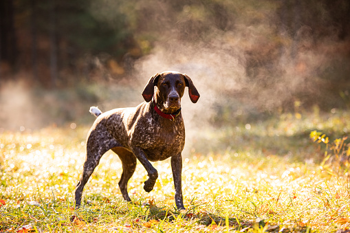 Domestic dog sitting under the tree in early winter.