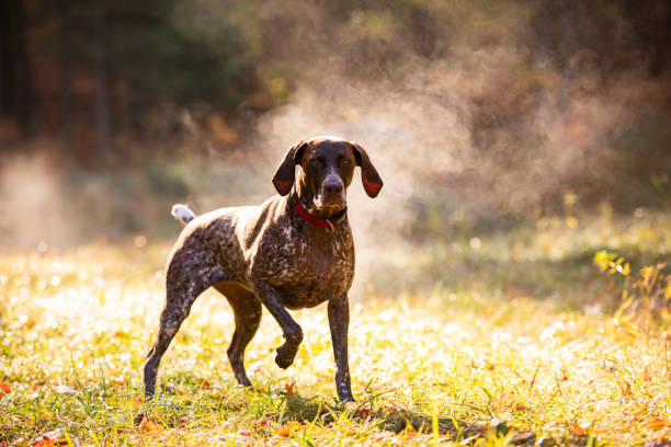 german shorthaired pointer hunting with steam rising on cold morning - german countryside imagens e fotografias de stock