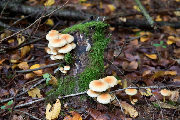 istock different mushrooms in a forest at autumn in germany 1280774784