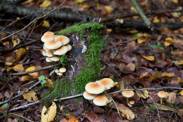 istock different mushrooms in a forest at autumn in germany 1280774794