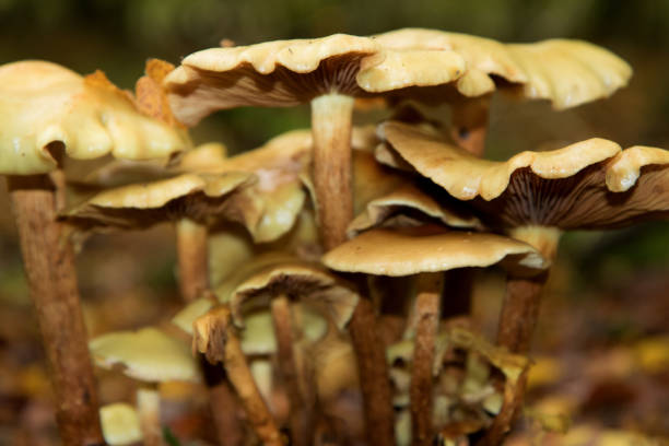 different mushrooms in a forest at autumn in Meppen, emsland, germany