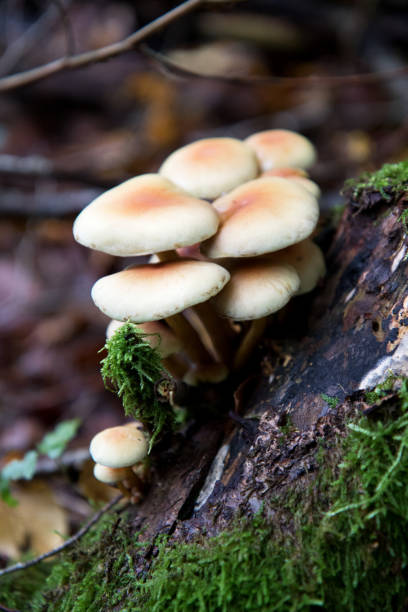 istock different mushrooms in a forest at autumn in germany 1280774825