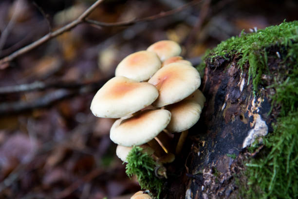 istock different mushrooms in a forest at autumn in germany 1280775380