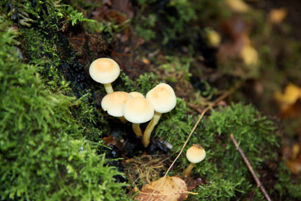 istock different mushrooms in a forest at autumn in germany 1280775384