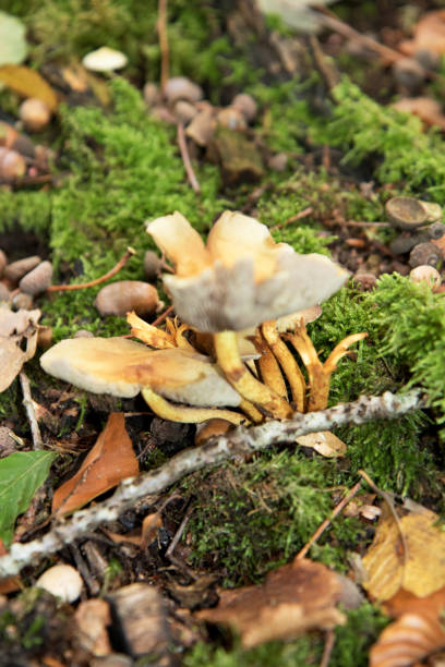 istock different mushrooms in a forest at autumn in germany 1280775604