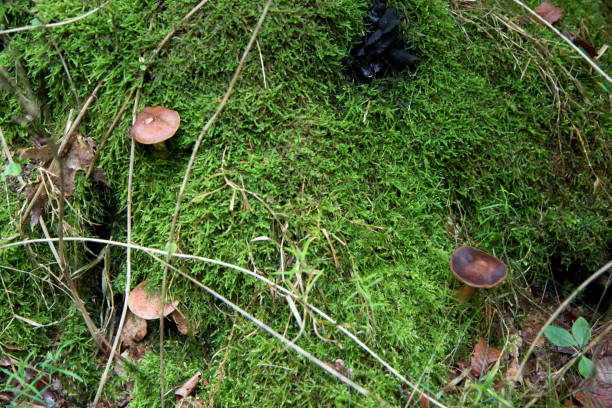 istock different mushrooms in a forest at autumn in germany 1280775620