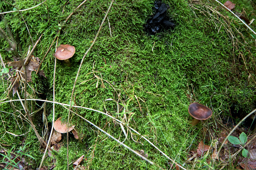 different mushrooms in a forest at autumn in Meppen, emsland, germany