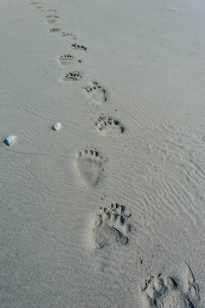 Brown bear tracks in wet beach sand in Prince William Sound, Alaska. Ursus arctos. Brown bear tracks in wet beach sand in Prince William Sound, Alaska. Ursus arctos. prince william sound photos stock pictures, royalty-free photos & images