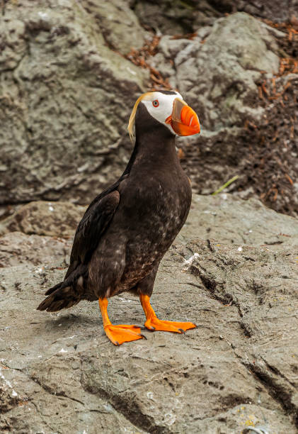istock The Tufted Puffin (Fratercula cirrhata) also known as Crested Puffin, is a relatively abundant medium-sized pelagic seabird in the auk (Alcidae) family found throughout the North Pacific Ocean. Prince William Sound, Alaska. 1280775837