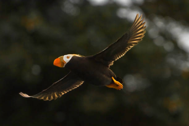 The Tufted Puffin (Fratercula cirrhata) also known as Crested Puffin, is a relatively abundant medium-sized pelagic seabird in the auk (Alcidae) family found throughout the North Pacific Ocean. Prince William Sound, Alaska. Flying. el frafted puffin (fratercula cirrhata) también conocido como crested puffin, es una ave marina pelágica de tamaño medio relativamente abundante en la familia auk (alcidae) que se encuentra en todo el océano pacífico norte. prince william sound, alask