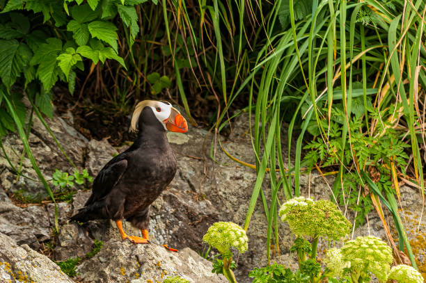 istock The Tufted Puffin (Fratercula cirrhata) also known as Crested Puffin, is a relatively abundant medium-sized pelagic seabird in the auk (Alcidae) family found throughout the North Pacific Ocean. Prince William Sound, Alaska. 1280776027