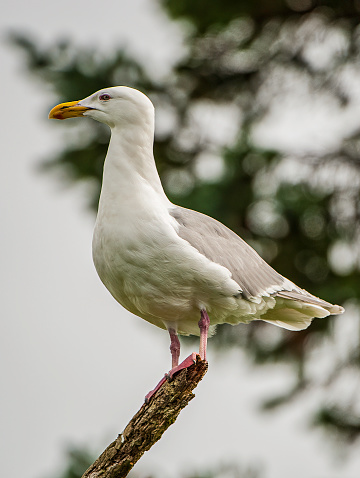 The Glaucous-winged Gull (Larus glaucescens) is a large, white-headed gull residing from the western coast of Alaska to the coast of Washington. Prince William Sound, Alaska.