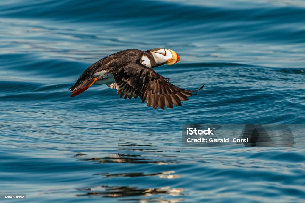 Horned Puffin, Flying, Fratercula corniculata, Prince William Sound, Alaska. Adult in breeding condition and taking off from the water and flying. Alaska - US State Stock Photo