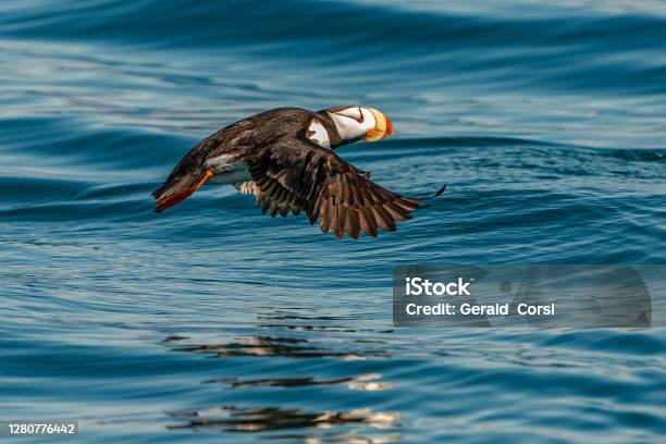 Horned Puffin Flying Fratercula Corniculata Prince William Sound Alaska Adult In Breeding Condition And Taking Off From The Water And Flying Stock Photo - Download Image Now