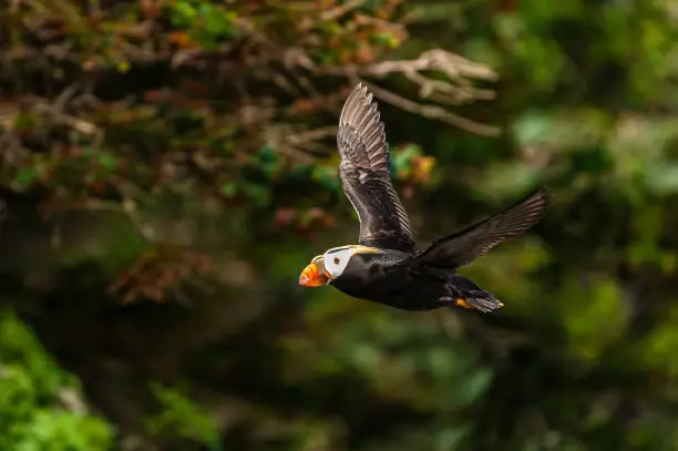 The Tufted Puffin (Fratercula cirrhata) also known as Crested Puffin, is a relatively abundant medium-sized pelagic seabird in the auk (Alcidae) family found throughout the North Pacific Ocean. Prince William Sound, Alaska. Flying.