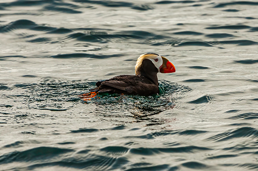 The Tufted Puffin (Fratercula cirrhata) also known as Crested Puffin, is a relatively abundant medium-sized pelagic seabird in the auk (Alcidae) family found throughout the North Pacific Ocean. Prince William Sound, Alaska. Swimming.