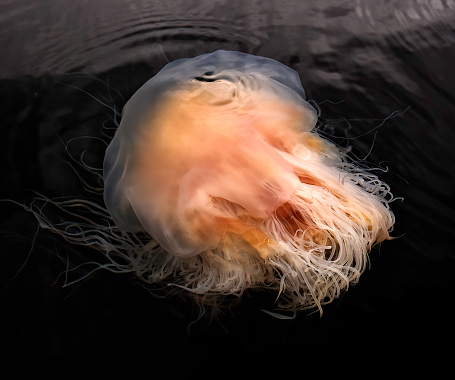 Lion's Mane Jellyfish, Cyanea capillata,  Prince William Sound, Alaska, Scyphozoa, Semaeostomeae, Cyaneidae, large orange brown jellyfish, many tentacles.