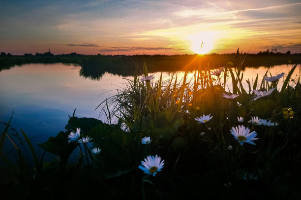 Beautiful sunset over dutch polder landscape Sun goes down over the countyside in the western part of Holland with daisy flowers in the foreground. gouda south holland stock pictures, royalty-free photos & images