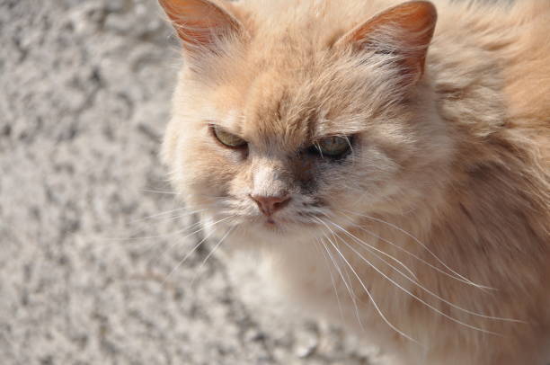 istock Cat's face with half-closed green eyes, close-up 1280777439