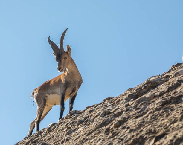 8,219 Spanish Goat Stock Photos, Pictures & Royalty-Free Images - iStock | Pygmy goat 8,219 Spanish Goat Stock Photos, Pictures & Royalty-Free Images - iStock | Pygmy goat