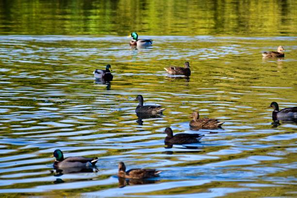 istock group of savage ducks on the lake 1280777696