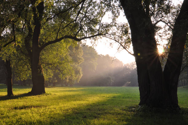 istock Trees during sunset. Autumn trees during sunset. Evening light in a park, sun rays falling through the mist. 1280777766