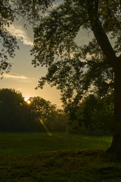 istock Trees during sunset. Autumn trees during sunset. Evening light in a park, sun rays falling through the mist. 1280777772