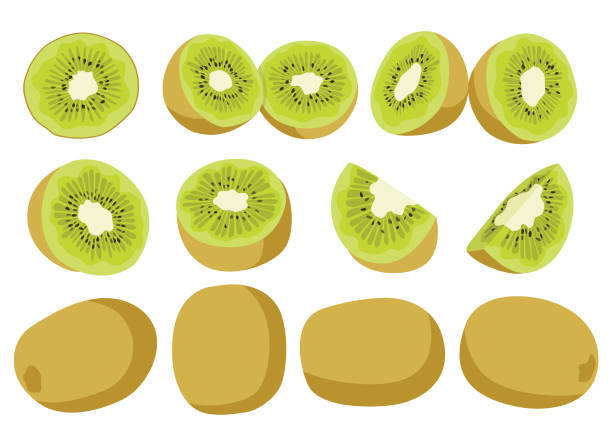 kiwi fruit and half isolated on white background illustration vector fruit fresh from the beginning.sweet and delicious to eat. cake models stock illustrations