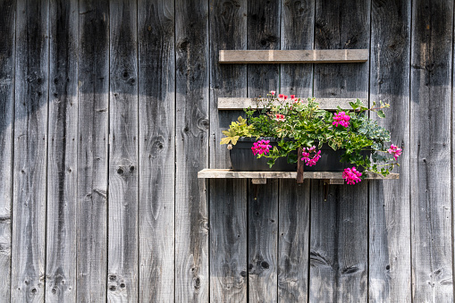 Pink flowers in wooden pot hanging on wooden plank wall of a log cabin