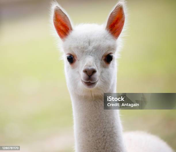 Young Alpaca Stock Photo - Download Image Now - Alpaca, Cute, Llama - Animal