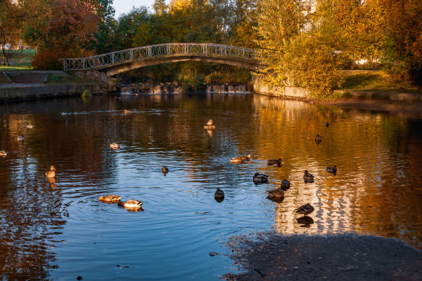 istock autumn landscape with a pond and a bridge over it 1280783188