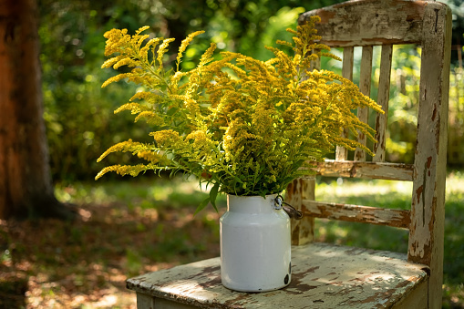 Canadian goldenrod in a white can in a garden