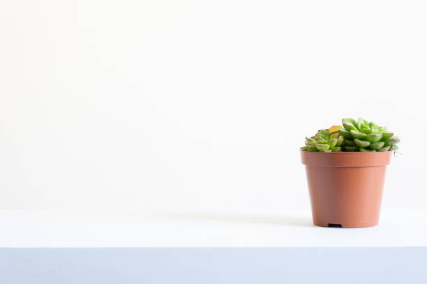 istock Single Succulent in a Brown Pot with a White Background 1280784161