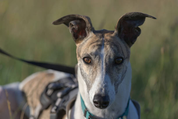 istock Striking sunset portrait of pet greyhound, face half lit half shadow. 1280784406