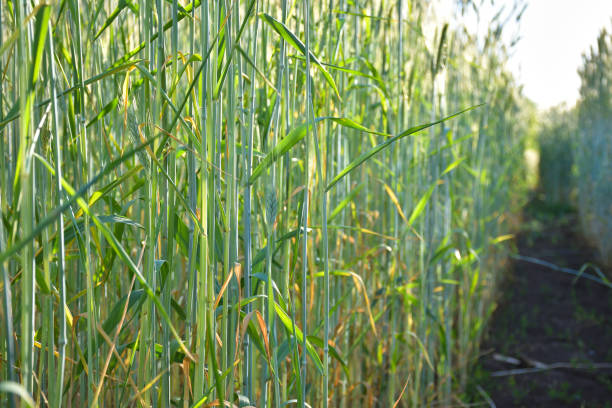 istock a path in a wheat field, a path in a agricultural field 1280786010
